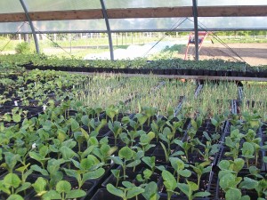 greenhouse 2012