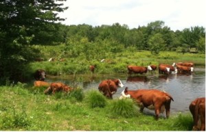 Cooling off on the farm