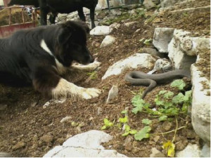 Our dog Jenny and the VERY LARGE king snake living under our dairy barn. When it comes out to sun itself while I am milking in the morning, Jenny knows to leave it alone....but she can’t resist pretending to want to play with it when it starts going back under the barn.