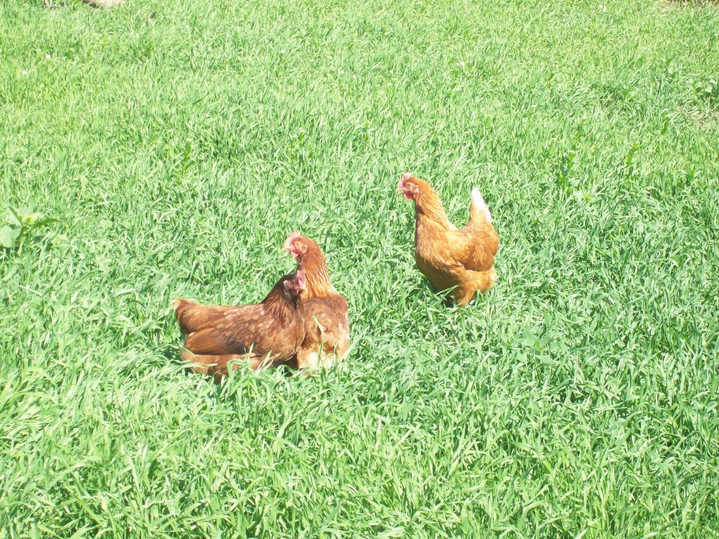 Our chickens love their pasture!