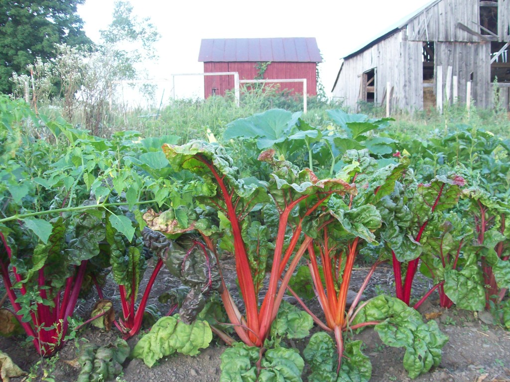 Swiss chard in the field