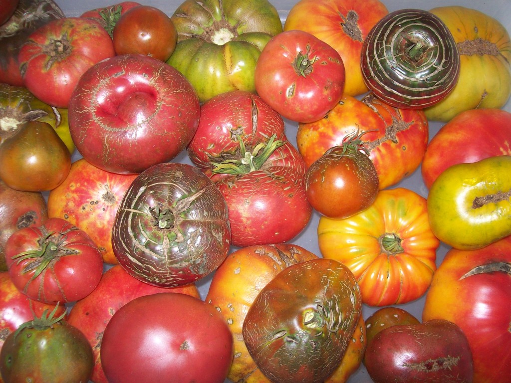 We grow more than 38 varieties of heirloom tomatoes!