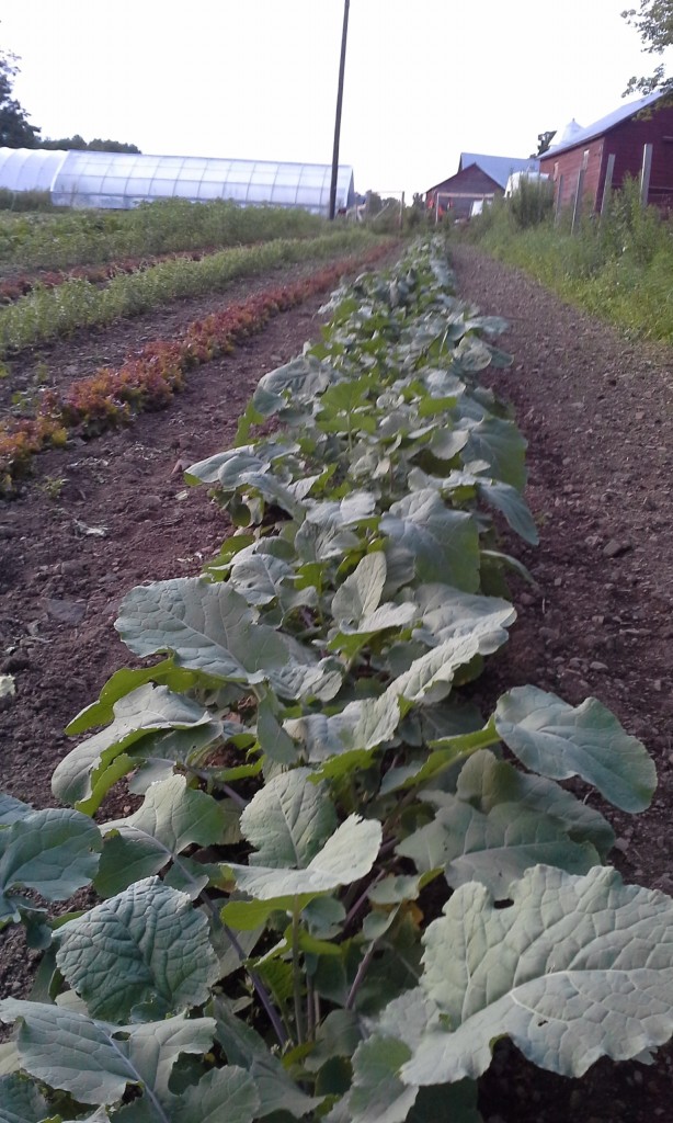 Vegetable line-up