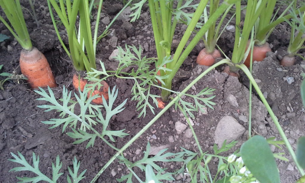 Carrots ready for harvest