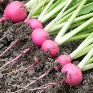 Scarlet Queen Turnips 1