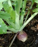 Rutabaga