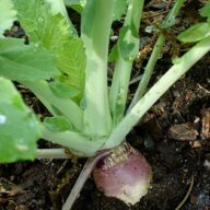 Rutabaga