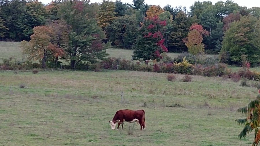 Week Of October 7 2018 Eight Mile Creek Farm